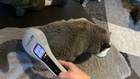 Low-Level-Laser-Therapie bei einer Katze mit R&uuml;ckenproblemen